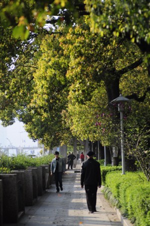 中國僑網(wǎng)現(xiàn)今的龍津公園樹林蔥郁,,是市民休閑的好處去,。(張永益 攝)