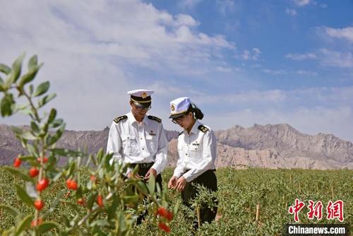 中國僑網(wǎng)圖為西寧海關(guān)工作人員對柴達木枸杞進行檢測,。西寧海關(guān)供圖