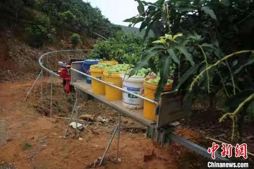 中國僑網(wǎng)圖為果農(nóng)正在利用軌道運(yùn)輸運(yùn)送芒果 韋蓮香 攝