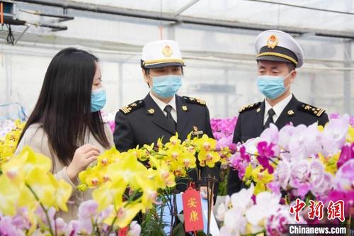 中國僑網(wǎng)德州海關(guān)關(guān)員正在調(diào)研出口蘭花生長情況,。(資料圖) 吳旭東 攝