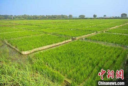 中國僑網(wǎng)綠色稻田?!∮诤Q蟆z