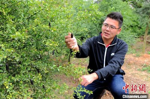 中國(guó)僑網(wǎng)圖為蔡志陽(yáng)正在查看手指檸檬的生長(zhǎng)情況,?!埥鸫āz