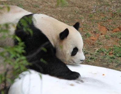 福娃突然從睡夢中醒來,并慢慢向后退,,是要干什么呢,?(馬來西亞《星洲日?qǐng)?bào)》)