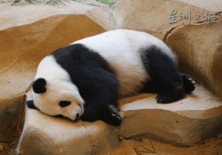 靚靚:“人家都說睡眠養(yǎng)顏,我要做睡美人,,永遠(yuǎn)青春美麗,。”(馬來西亞《星洲日報》)
