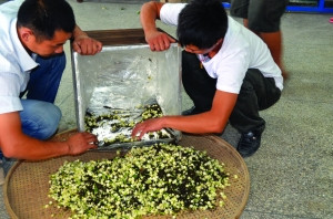 中國(guó)僑網(wǎng)茶農(nóng)正在給茉莉花茶散熱。