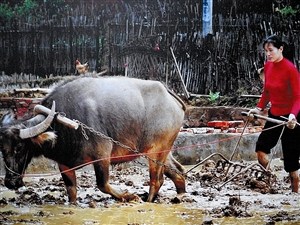 中國僑網(wǎng)春耕耙田。(李金喜 攝)