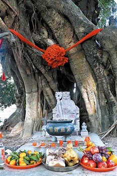 中國僑網(wǎng)“伯公節(jié)”里祭拜“樹伯公”,。(廖虹雷 攝)
