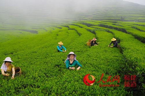 中國僑網(wǎng)永春佛手茶采摘場景。(姚德純 攝)