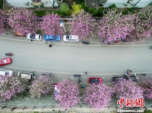 中國僑網(wǎng)圖為柳州紫荊花盛開街景,。資料圖