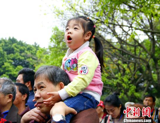 中國(guó)僑網(wǎng)圖為觀看山歌邀請(qǐng)賽的觀眾,?!≈炝?攝