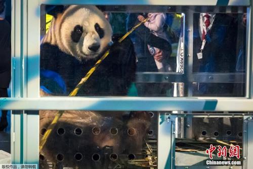 中國僑網當?shù)貢r間2017年4月12日,,荷蘭史基浦機場,,中國大熊貓“武雯”和“星雅”乘坐專機抵達荷蘭,這是中國大熊貓首次旅居荷蘭,。