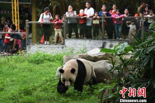 中國(guó)僑網(wǎng)深圳野生動(dòng)物園大熊貓秋浜首次出外場(chǎng)活動(dòng),,吸引了眾多游客駐足觀看?!±钅旧z