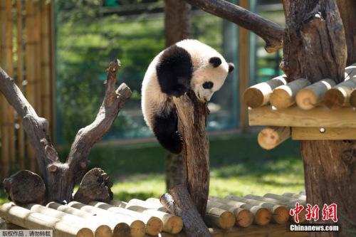 中國僑網(wǎng)熊貓資料圖。
