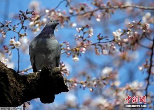中國僑網(wǎng)(中新網(wǎng)資料圖)