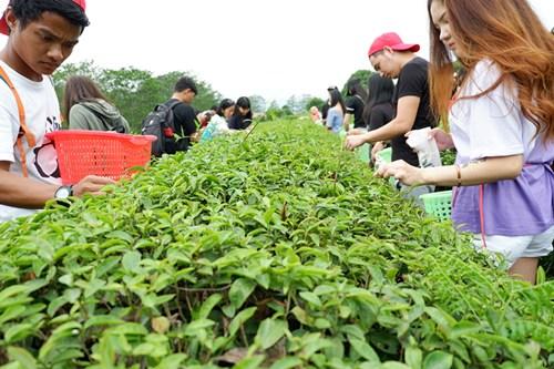 中國(guó)僑網(wǎng)采茶溯源。(華僑大學(xué)華文學(xué)院供圖:楊惠晶 張芬妮)