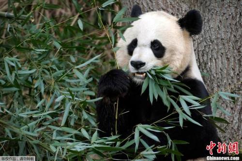 中國僑網(wǎng)圖為“美香”在華盛頓國家動物園內進食,。 資料圖