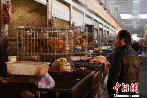 中國(guó)僑網(wǎng)資料圖:一位市民正在選購(gòu)家禽,。楊華峰 攝
