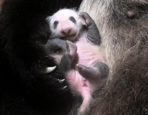 中國僑網東京上野動物園的大熊貓幼崽身上已經黑白分明