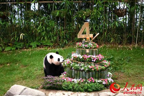 中國僑網(wǎng)愛寶享用竹子蛋糕,。裴埈基 攝