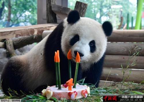 中國僑網(wǎng)當?shù)貢r間2017年7月10日,,德國柏林,來自中國的大熊貓“夢夢”慶祝四歲生日,享用美味蛋糕,。