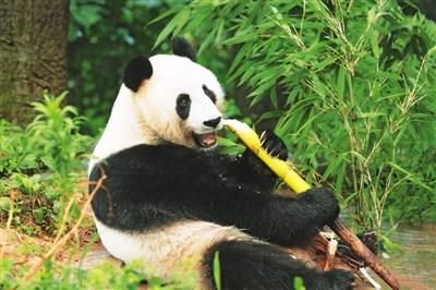 中國僑網大熊貓“汪佳”正在啃食竹筍,。