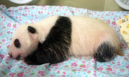 中國(guó)僑網(wǎng)圖片來(lái)源:當(dāng)?shù)貏?dòng)物園