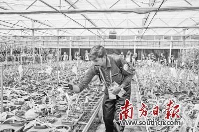 中國僑網(wǎng)深圳市蘭科植物保護(hù)研究中心的蘭花引起國外專家關(guān)注。南方日報(bào)記者 魯力 攝