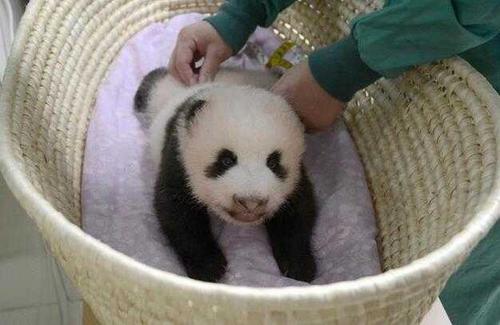 中國僑網