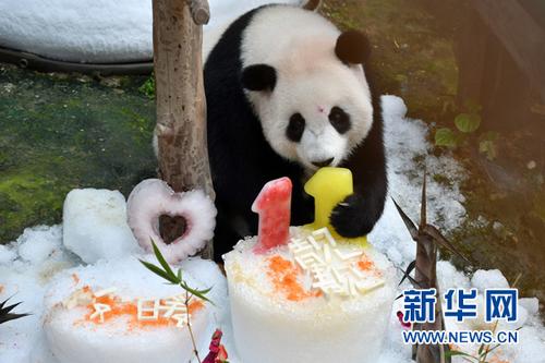 中國僑網(wǎng)8月23日,,在馬來西亞吉隆坡,,大熊貓“暖暖”享用生日餐,。新華社發(fā)(張紋綜攝)