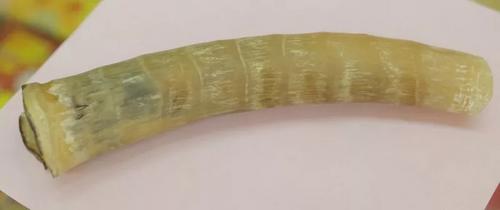 中國僑網(wǎng)羚羊在大馬是完全受保護(hù)的野生動物,因此羚羊角也是禁止售賣,。(馬來西亞《星洲日報》)