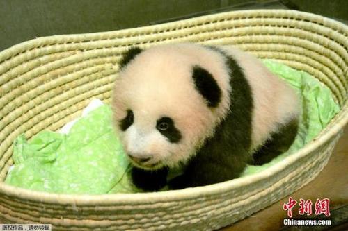 中國僑網(wǎng)資料圖:日本東京上野動物園出生的熊貓寶寶“香香”,。