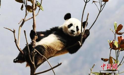 中國僑網(wǎng)資料圖:四川中國大熊貓保護(hù)研究中心的熊貓,。中新網(wǎng)記者 安源 攝