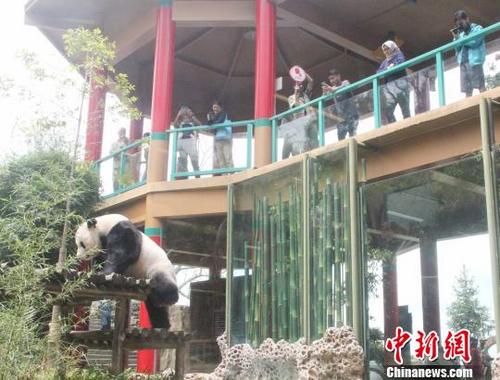 中國僑網(wǎng)作為中印尼兩國關(guān)系的友好使者,中國大熊貓“彩陶”和“湖春”不僅給親臨參觀的游客帶來了歡樂,也在印尼社會掀起了快樂的“熊貓熱”,?!×钟纻鳌z