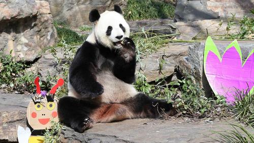 中國僑網(wǎng)福妮在阿德雷德動物園內(nèi),。(澳大利亞《星島日報》)