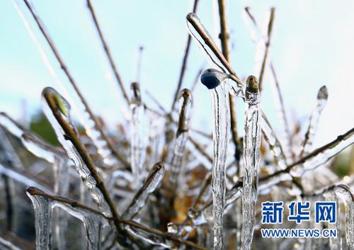 中國僑網(wǎng)資料圖:春之萌動(dòng),。(新華網(wǎng)/石毅 攝)