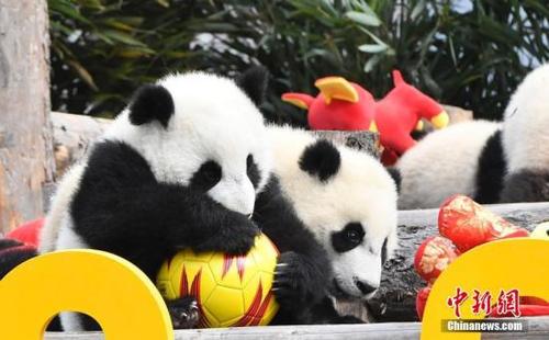 中國(guó)僑網(wǎng)資料圖:大熊貓寶寶在玩耍皮球,。中新網(wǎng)記者 安源 攝