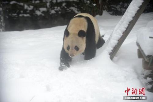 中國(guó)僑網(wǎng)資料圖:大熊貓?jiān)谘┑乩镄凶摺?孟德龍 攝