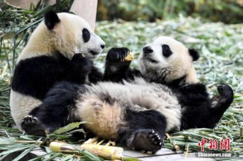 中國僑網(wǎng)資料圖:大熊貓。 中新社記者 陳驥旻 攝