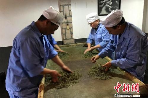 中國僑網(wǎng)制茶者只能用手在茶葉間揉搓 董曉斌 攝