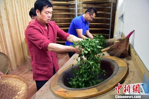 中國僑網(wǎng)5月1日,張回春師傅(前1)兩口炒茶的鐵鍋用了幾十年,,每次炒茶,,他用一截杉木木頭仔仔細(xì)細(xì)把鐵銹搽掉,拿生油和茶葉過幾道油鍋,。他說,,現(xiàn)在機(jī)器制茶工藝成熟,但老祖宗的技藝必須有人會,,能夠傳下去,。 張麗君 攝