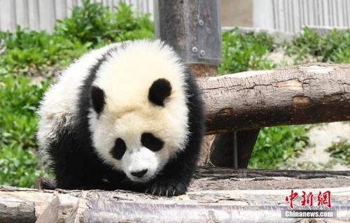 中國僑網(wǎng)資料圖:賣萌的熊貓寶寶,。安源 攝