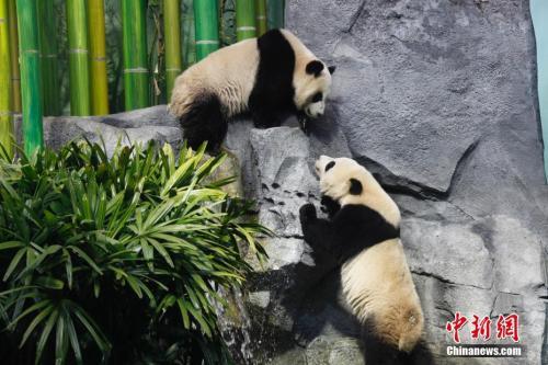 中國僑網(wǎng)圖為“加悅悅”(上)與“加盼盼”正在對望,。中新社記者 余瑞冬 攝