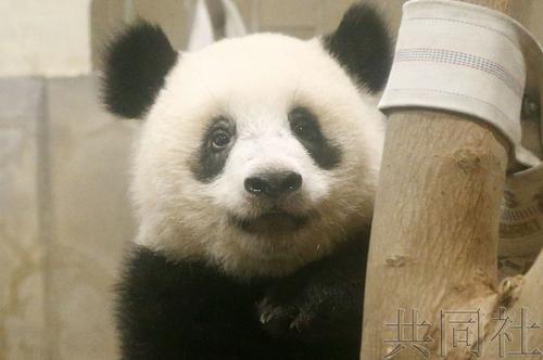 中國(guó)僑網(wǎng)(日本共同社)