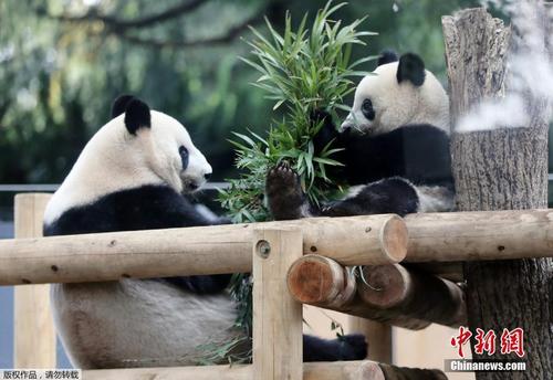 中國僑網(wǎng)當?shù)貢r間11月12日,,東京上野動物園的熊貓寶寶“香香”和媽媽“真真”在一起,。