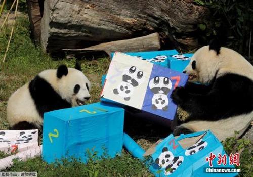 中國僑網(wǎng)資料圖:當(dāng)?shù)貢r(shí)間2018年8月7日,在奧地利維也納美泉宮動(dòng)物園內(nèi),熊貓寶寶“福伴”迎來了兩周歲生日,,收到了許多禮物。