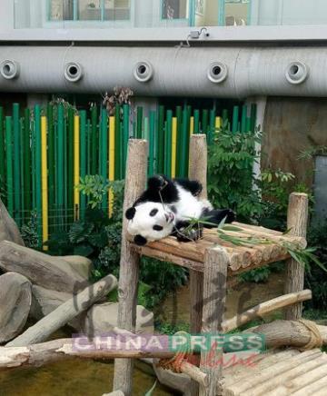 中國僑網(wǎng)小熊貓?jiān)谒押?,舒服的攤著享受美味的竹葉。(圖片來源:馬來西亞《中國報(bào)》)