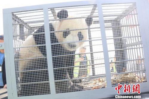 中國僑網圖為落戶內蒙古的大熊貓 供圖