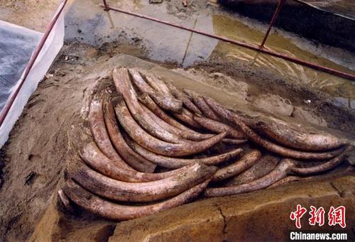 中國僑網(wǎng)金沙遺址發(fā)掘時的象牙堆積,。 金沙遺址供圖