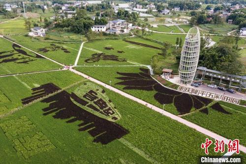 中國僑網(wǎng)8月31日,,航拍重慶大足五彩田園景區(qū)美麗的稻彩畫?!『闻罾凇z