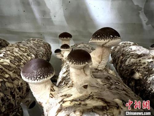 中國(guó)僑網(wǎng)圖為:恒溫出菇房里的香菇,,長(zhǎng)勢(shì)旺盛。吳振湖供圖